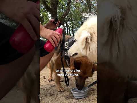 Els catarres amplien el grup amb la Cata i en Gandalf. Gossos amb talent, a #MatíEstiuCatRàdio