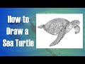 How to Draw a Sea Turtle Step by Step
