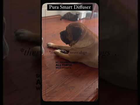 Pura Smart Diffuser - Love these things!