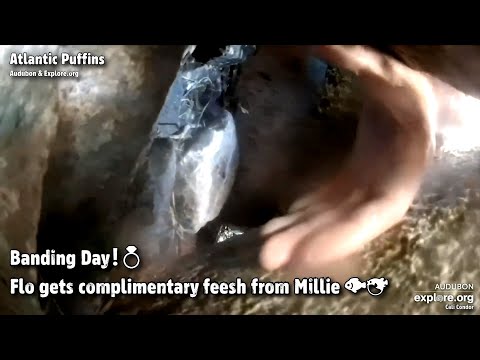 Atlantic Puffins🐧Banding Day!💍Flo Gets Complimentary Fish From Millie🐟🐠Explore.org 2022-07-26