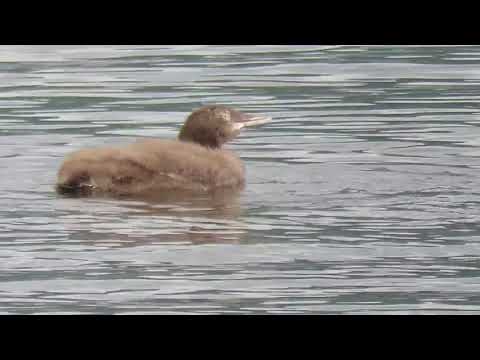 Baby loon near Terrace BC