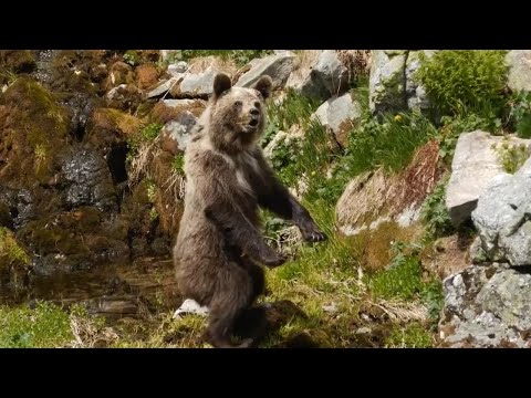 Atak dzikiego niedźwiedzia w Tatrach