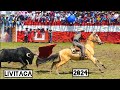 corrida de toros tradicional  livitaca 2024 (vídeo completo)
