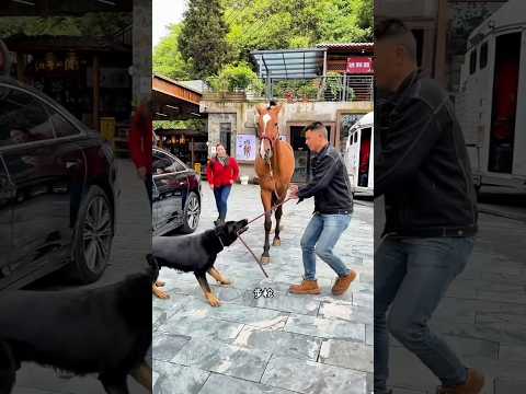The owner and his dog brought back their favorite pet horse.