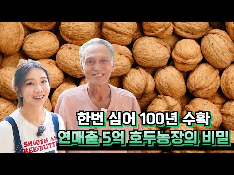 한번 심어 100년 수확! 호두농장의 비밀
