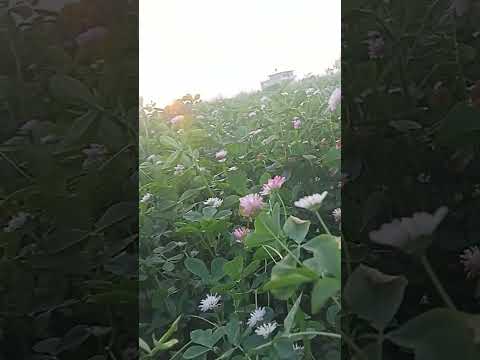 #music #beach #love #travel #edm #edit #mela #musucgame #lovesongs #gaming