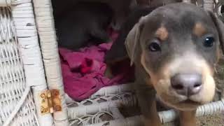 Video preview image #1 Doberman Pinscher Puppy For Sale in VISTA, CA, USA