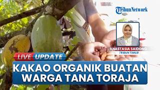 Tersembunyi di Tana Toraja, Lembang Bau Simpan Potensi Kakao Premium, Tembus Pasar Luar Daerah