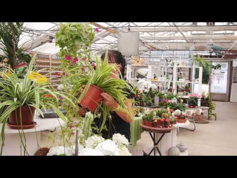 Ekholmens Handelsträdgård i Vingåker