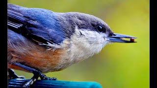 Download lagu KICAUAN burung alam liar paling indah dengan aliran air untuk terapi, rileksasi,ketenangan #20 mp3 Download lagu KICAUAN burung alam liar paling indah dengan aliran air untuk terapi, rileksasi,ketenangan #20 mp3