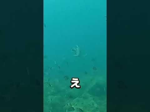 , title : '釣り人なら分かる衝撃映像'