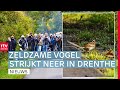 Vogelspotters in de ban van Bunne & goud voor de Dikdakkers| Drenthe Nu