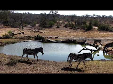 Djuma: Zebra and Impala herds acting a bit nervous - 08:56 - 09/09/18