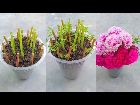 new way to decorate portulaca plant  |#trending #trendingvideo #viral #trend #viralvideo