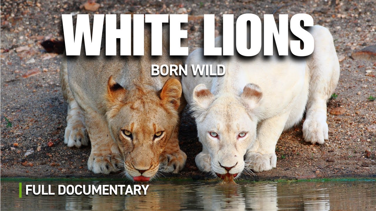 Extremely Rare: White Lions in the Wild | Full Documentary | Autentic Nature