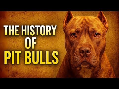 The History of the Pit Bulls: Heroes or Villains?