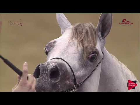 N 16 MONTASER AL WAAB   2019 Al Shaqab Arabian Horse Show Festival   Colts 2 Years Old Class 1B