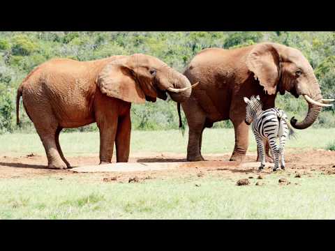 Great animals at The Addo Elephant National Park #Photos Zebra Elephant Redhartbeest