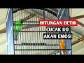 Pancingan Cucak Ijo Biar Emosi Dengan Suara C Ijo Bongkar Isian