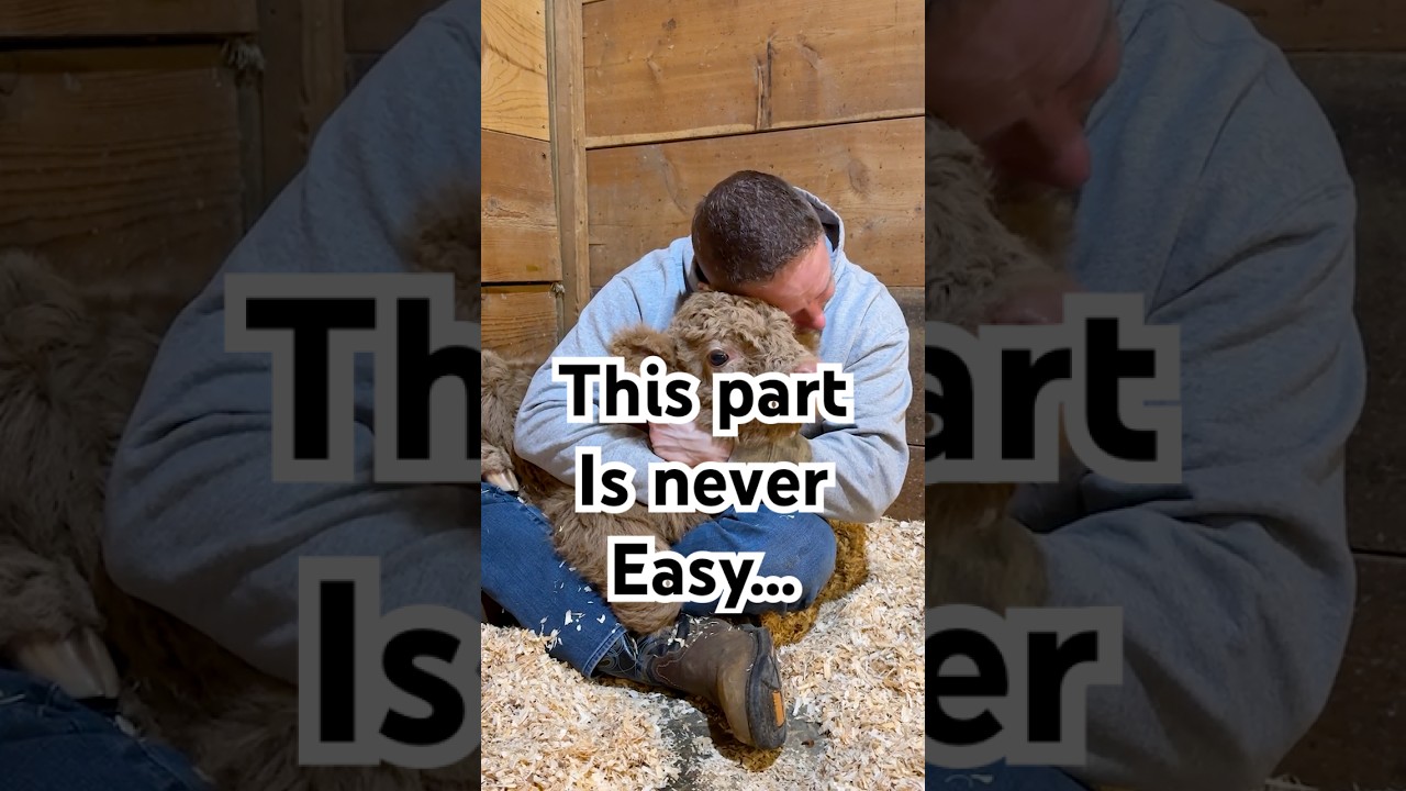 Welcome Emily 🤍 A Bittersweet Beginning on the Farm