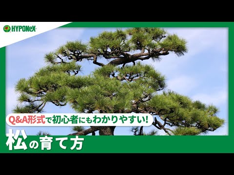 園芸 傘松、ピニオン松、松の木
