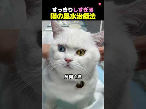 トントンで治す猫の鼻水💦