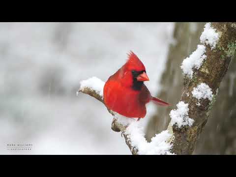 Winter Birds in 4K