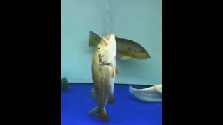 What is going on fish meme