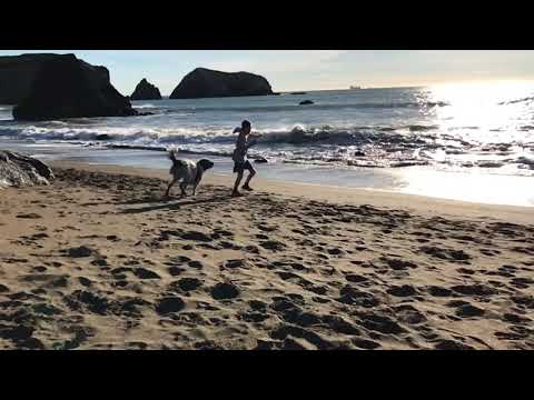 !!Rapid Dog Attacks Little Boy!!