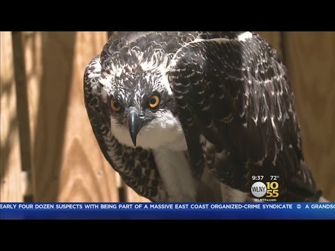 Osprey Rescued From Fishing Net