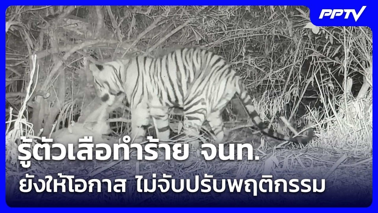 รู้ตัวเสือทำร้าย จนท. เป็นลูกแม่อภิญญา ยังให้โอกา?