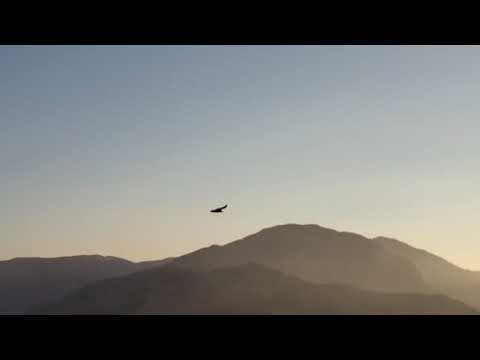 Εντυπωσιακό θέαμα οι γύπες στο Οροπέδιο Καθαρού