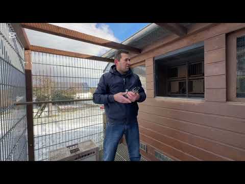 🕊️Pigeons from the Hurrican 51 line 🕊️ - Don't make these mistakes, breeder!