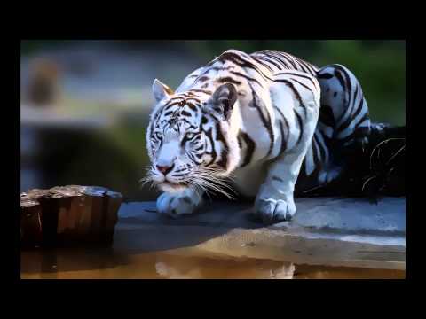 Hi res ft. Datkid - Drop of Poison