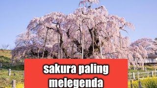 Download lagu Pohon sakura tertua dan paling bersejarah di Jepang mp3