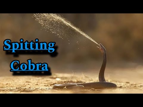 Spitting Cobra ! How spitting cobra spit venom when feel threatened ! Wildlife Documentary
