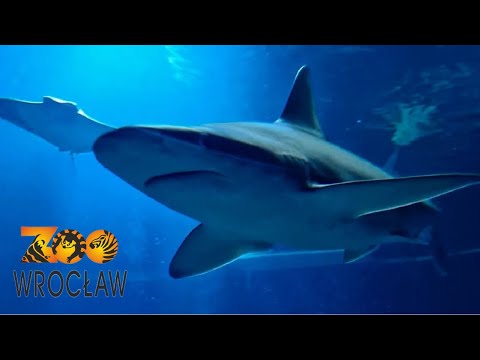 ZOO Wrocław, Poland