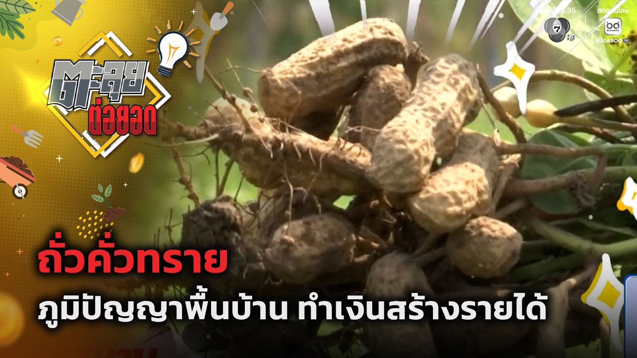"ถั่วคั่วทราย" ภูมิปัญญาพื้นบ้าน ทำเงินสร้างรายได?