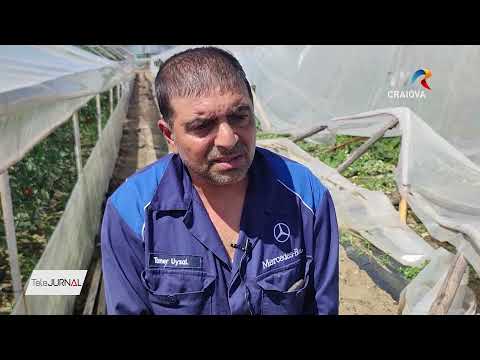 SOLARII AFECTATE DE FURTUNĂ