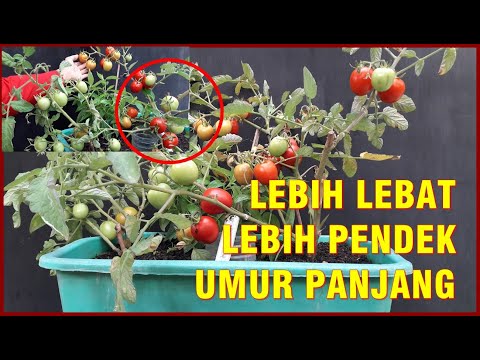 , title : 'CARA BARU TANAM TOMAT 2X LEBIH BERBUAH LEBAT, PENDEK BERUMUR PANJANG | HOW TO PLANT - HARVEST TOMATO'