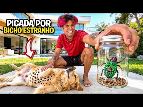 A CACHORRA DA EMILLY  FOI PICADA POR UM BICHO VENENOSO! * sobreviveu? 