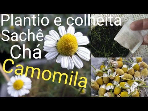 , title : 'Plantio e Colheita, Camomila de sachê  de chá,  Compartilhe'