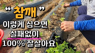 참깨 심는시기 참깨심는 방법 100% 잘 살리는방법