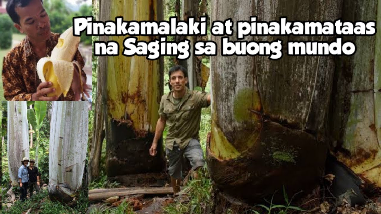 PINAKAMALAKING SAGING SA BUONG MUNDO/LARGEST BANANA IN THE WORLD