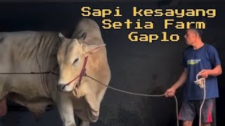 Download lagu Lokal Pride❗ Mas Hermawan Tunjukan Perkembangan Sapi Kesayang Di Kandang Setia Farm 'Gaplo' mp3