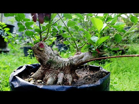 FORMATION OF BASIC MOVEMENT STAGE TWO (SANCANG/PREMNA MICROPYLLA)