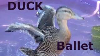 DUCK BALLET  Featuring Taffy