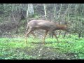 Roe buck walking past