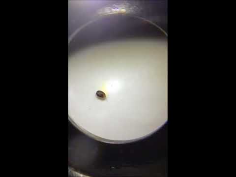 Snake Mites - Under the microscope Leopop TV