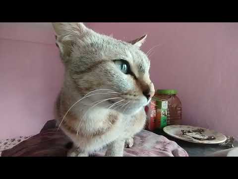 "Please Give me some meat",says Cat #cats